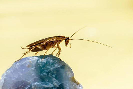 Are Cockroaches Secretly Sneaking into Your Mouth When You're Sleeping?