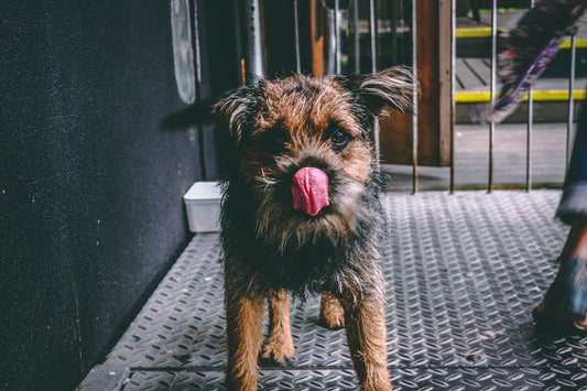 Pillow licking revealed: What are dogs trying to tell us?