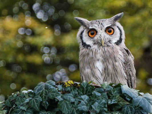 The Secrets Behind Owls' Unusual Sleeping Behavior