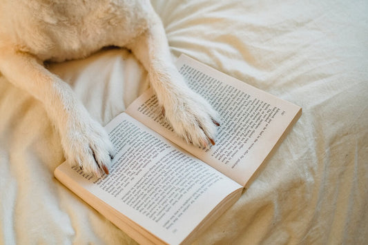 Say Goodbye to Pet Hair in Your Bedding with these Tips