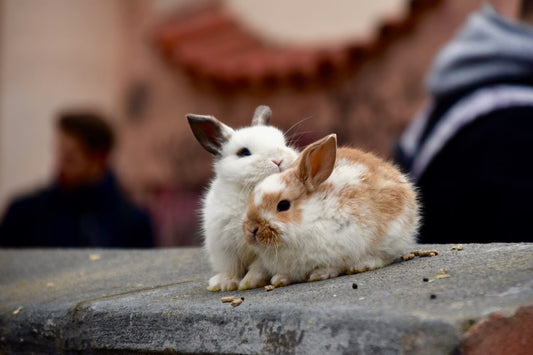 The Curious Case of Bunny Beds: Where Do Bunnies Sleep at Night