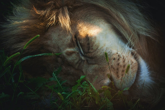 Snoozing Kings of the Jungle: A Study on How Much Lions Sleep