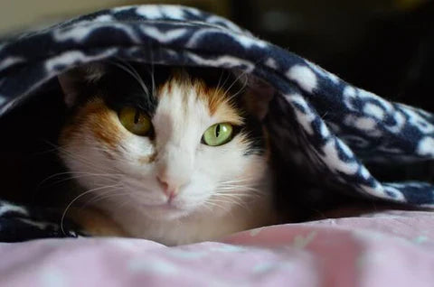 How to Fold a Blanket Into Itself the Right Way