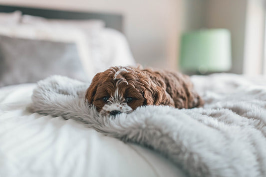 Why Do Dogs Lick Blankets: Understanding This Odd Behavior