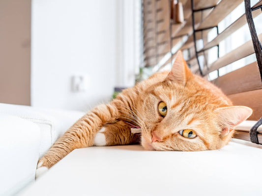 Why Is My Cat Biting The Blanket? - Explained