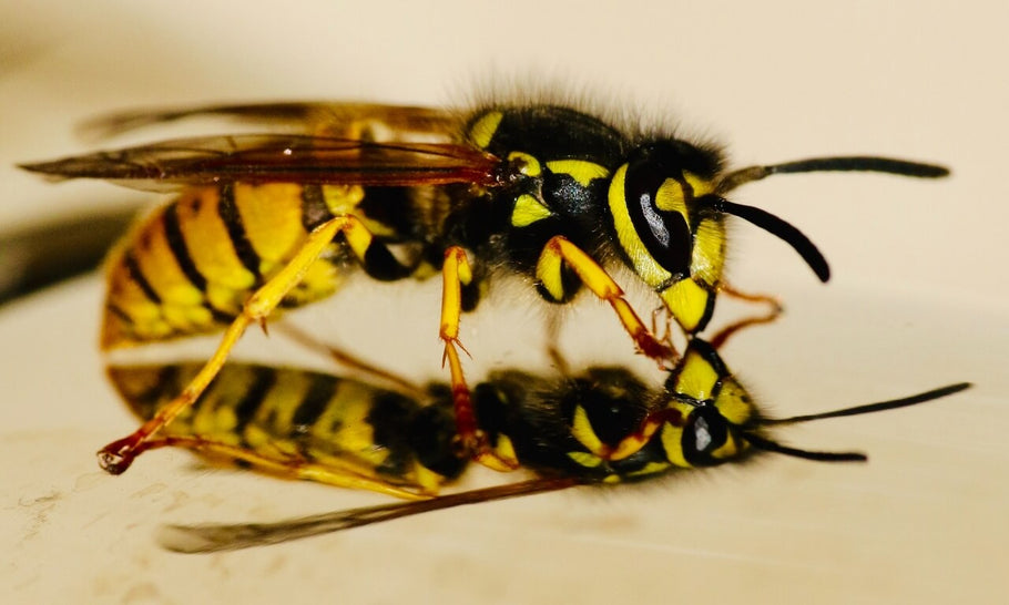 All Night Buzzing? Not with These Tips on How to Keep Wasps From Keeping You Awake