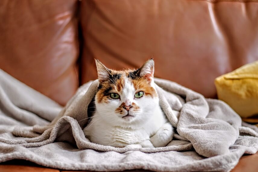 cat in fleece blanket on a couch