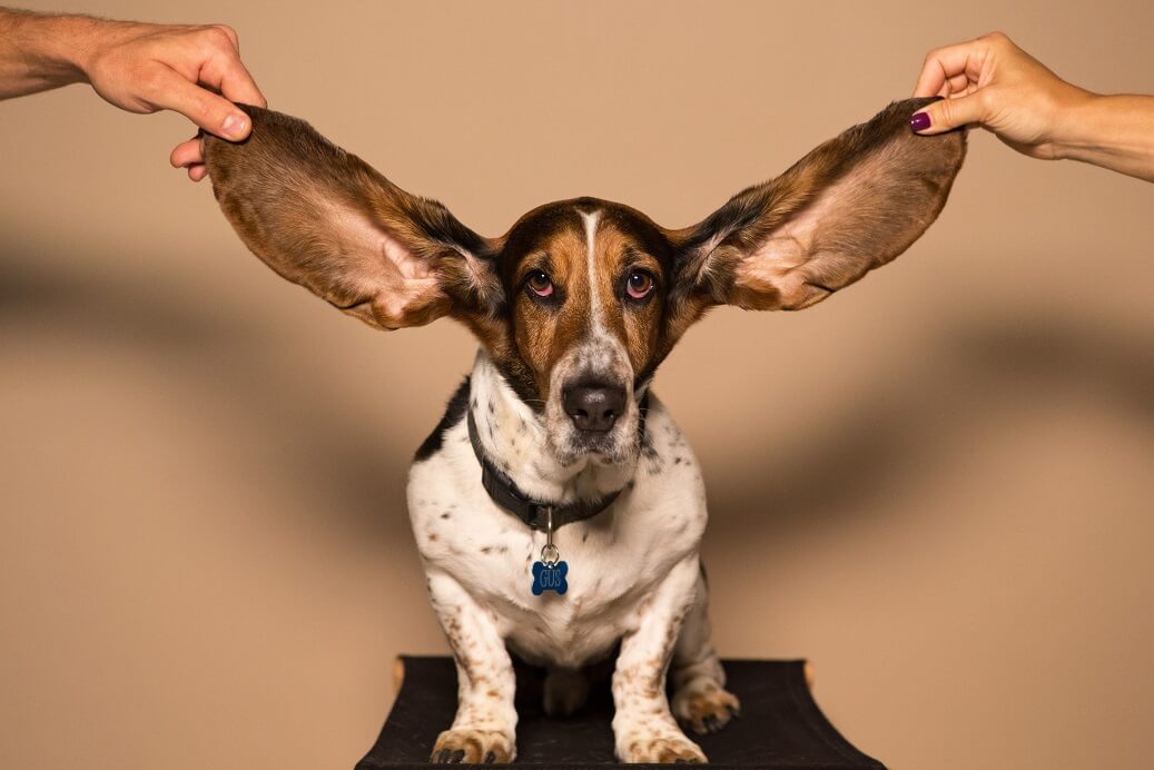 basset with long ears