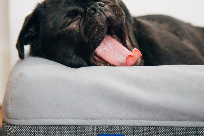 dog yawning while lying on mattress pad
